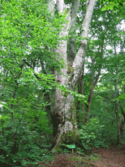 ミニ白神遊歩道のブナの木