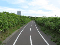 利尻島自転車道