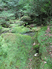 湿度が高く岩に苔が生えている